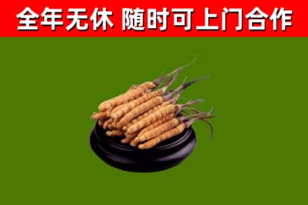 叶县回收散虫草