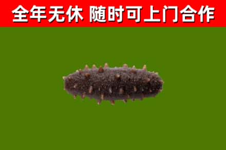 叶县回收海参干